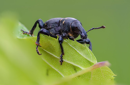 Carrot Weevil / Möhrenrüssler (Liparus coronatus)