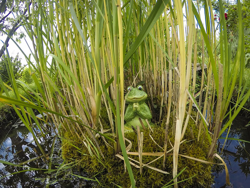 Schilfgras / Reed grass