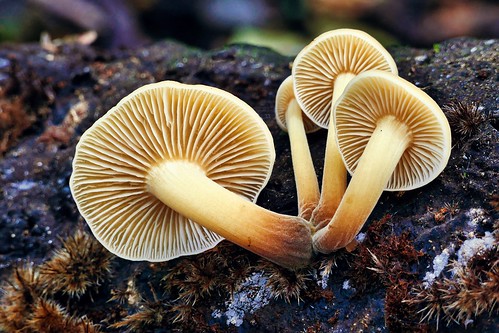 Fungi - Orillia - Ontario - Canada -