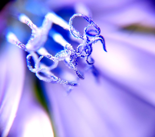 Flower Macro #Purple