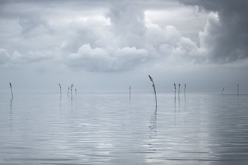 Wadden mangroves