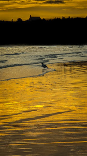 Gull in Gold