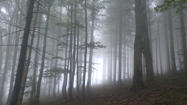 Mystical forest in fog