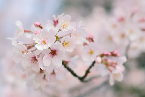 cherry blossoms