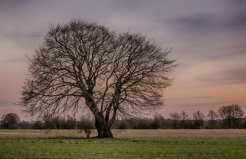 Lifelines in the evening sky