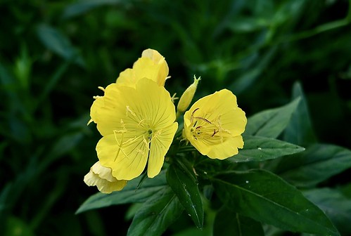 Oenothera biennis, or the common evening-primrose