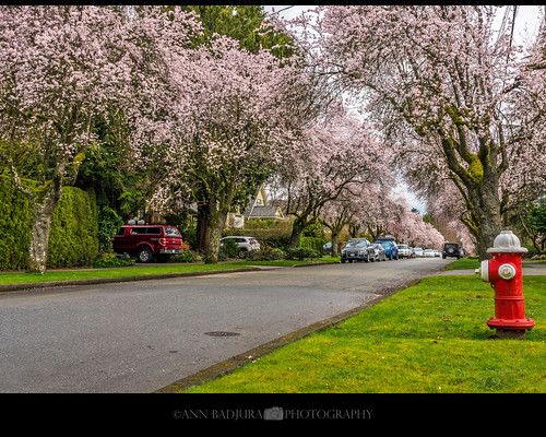 Spring is in the air in Vancouver, BC, Canada