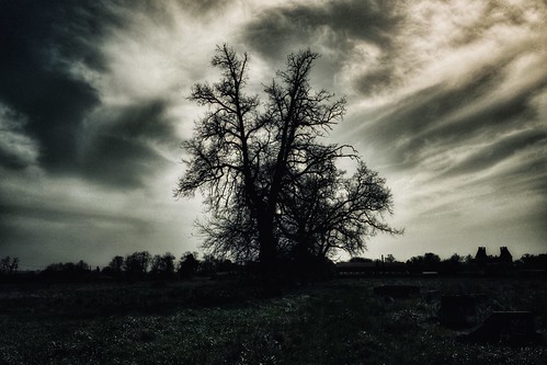 L’arbre est le roi