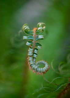 Fern Curls