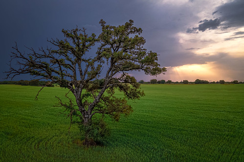 BIg tree at sunset