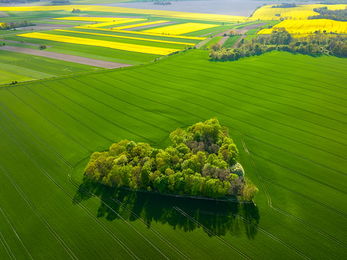 Happy Mother's Day! - the Copse of Love (2022)