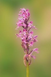 Orchis militaris