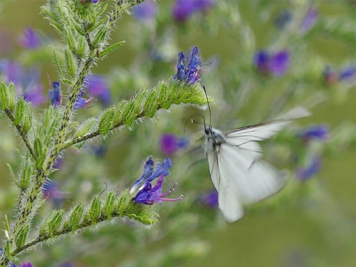 Serpentine et Aporia