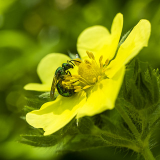 Green Bee in a Yellow Flower