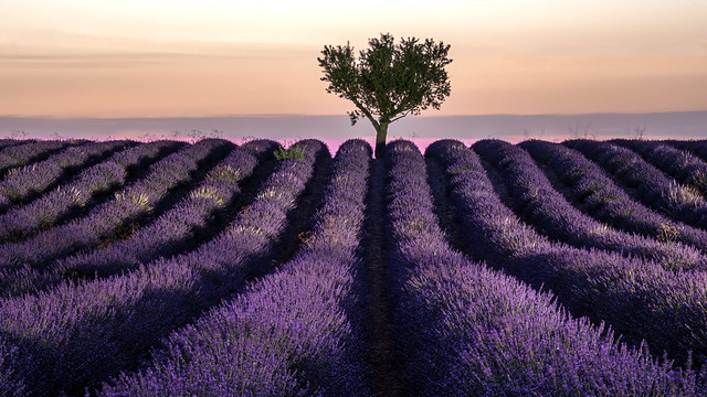 Illuminated lavender  field in Valensole