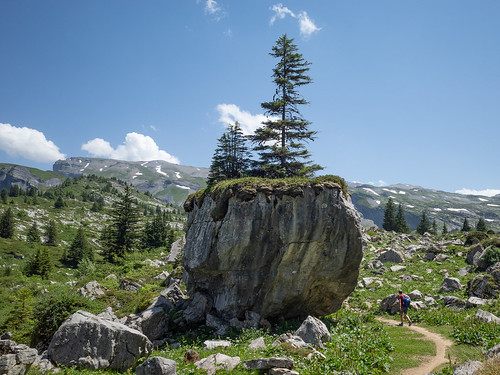 Trees on a rock