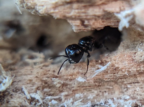 Aphid wasp (Crossocerus sp.)