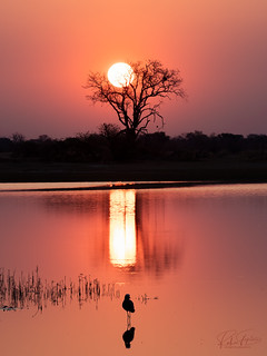 Moremi Sunset