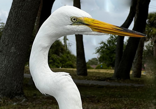 Great Heron Portrait