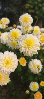 Chrysanthemum