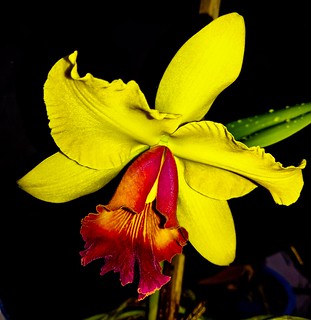 Cattleya sp.