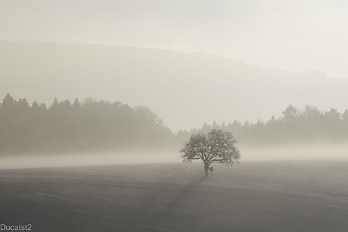 l'arbre dans la brume