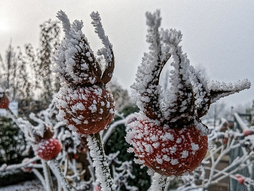 Winter scenes