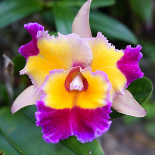 Yellow and Magenta Cattleya Orchid