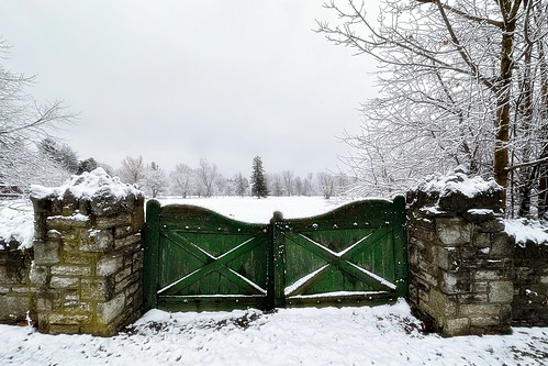 Winter Green