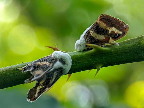 Beautiful Death_Planthopper(Rocania japonica).