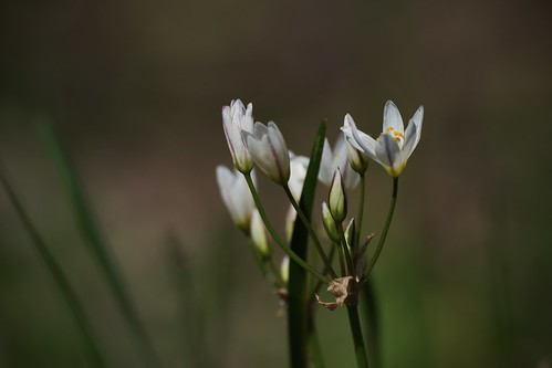 Birth of Spring