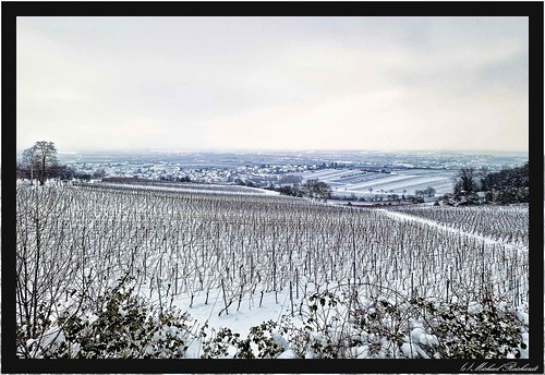 Winter in den Weinbergen