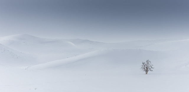 Solitude – Yellowstone in Winter