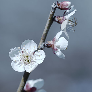 The delicate fragrance of coming spring