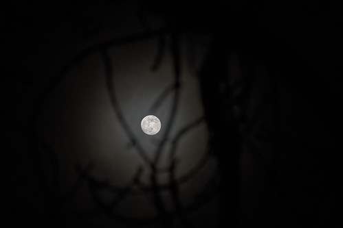 Luna peaking through trees