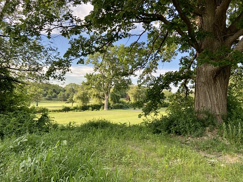 Trees With A View