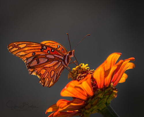 Gulf Fritillary butterfly