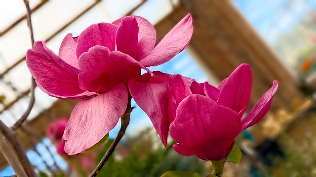 pink magnolia blossoms