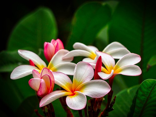 Frangipani Bunch