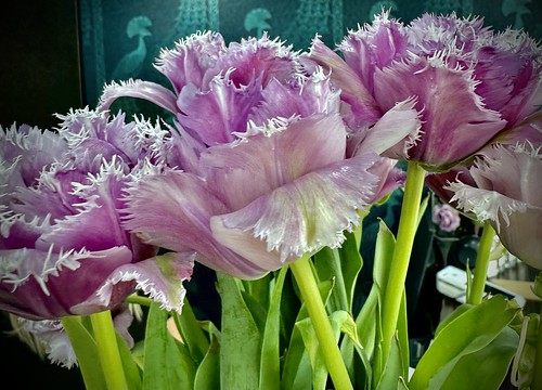 Tulips at the hairdressers