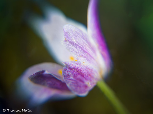 Vitsippa/Wood anemone