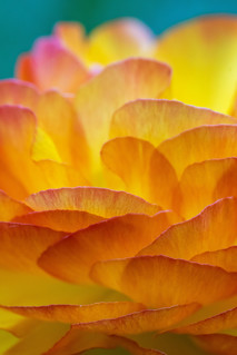 Texture of a ranunculus [Explore Takeover Theme: Celebrating the Color Orange! 2023.07.26]