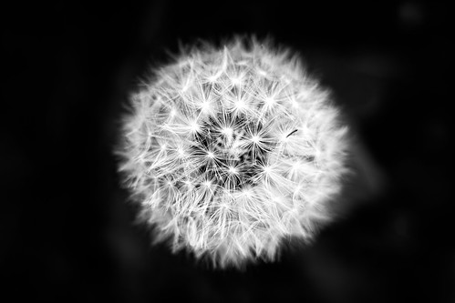 Dandelion