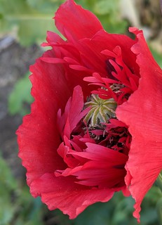 Eye Popping Poppy