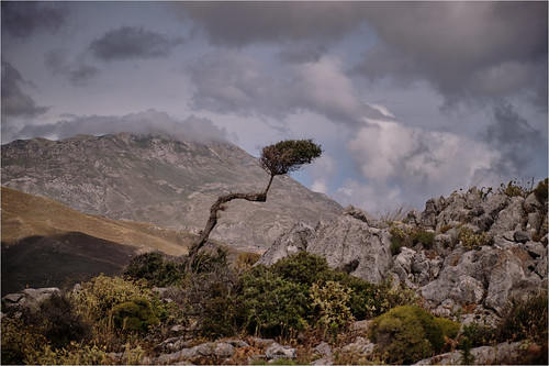 Shaped by the wind