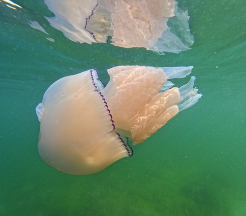 Machrihanish Snorkel