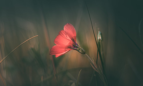 Scarlet Flax