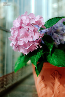 [Explorer 20230623] Potted hydrangea