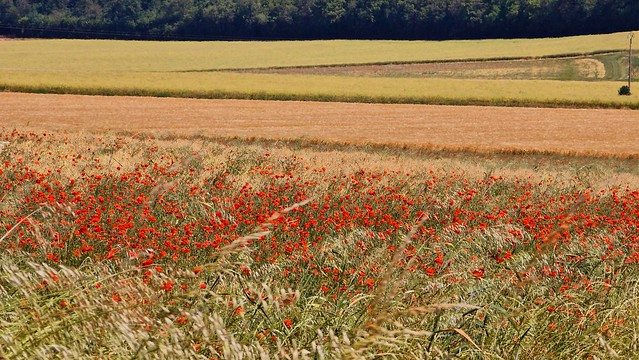 Campagne icaunaise