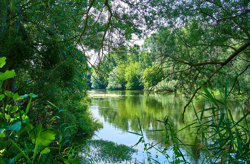 The luxuriant vegetation of the shores